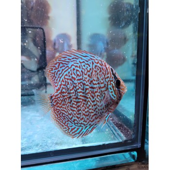 Discus Panthera 8-9 cm 2