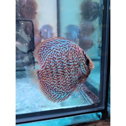 Discus Panthera 8-9 cm