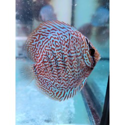 copy of Discus Pigeon White and Red 8-9 cm