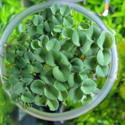 Salvinia COLLATA floating