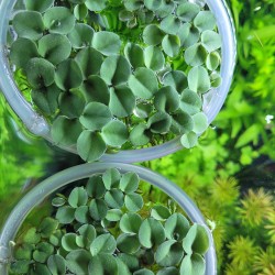 Salvinia COLLATA floating