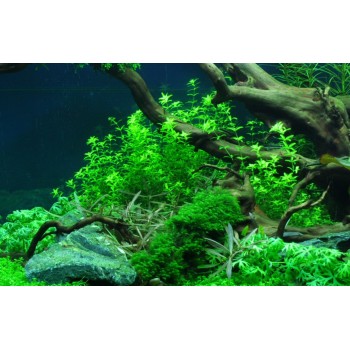 Hemianthus callitrichoides "cuba" en coupe - Aquaflora 2