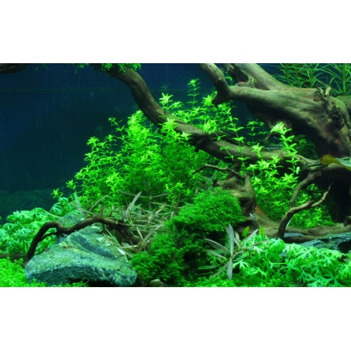 Hemianthus callitrichoides "cuba" en coupe -...