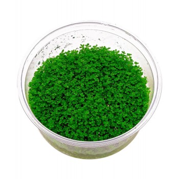 Hemianthus Callitrichoides "Cuba" in cup - Aquaflora