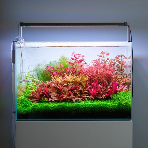 Twinstar Light 900s series V (2026) - RGBW LED...