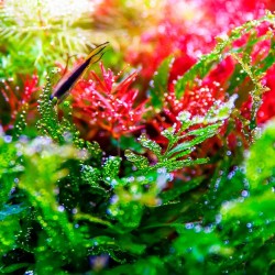 Twinstar Lumière série 1200S V (2026) - Plafonnier LED RGBW pour eau fraîche 120-130 cm | Light Control Pro Bluetooth inclus