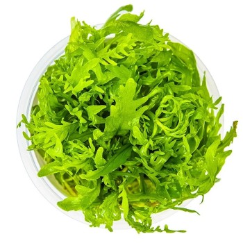 copy of Hygrophila odora in cup - Tropica