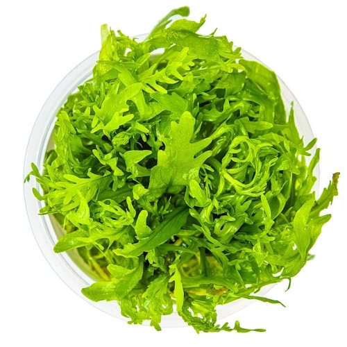 copy of Hygrophila odora in cup - Tropica