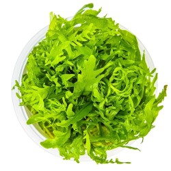 copy of Hygrophila odora in cup - Tropica