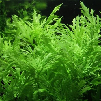 Hygrophile Odora 'Distormis' en coupe - Tropica 2