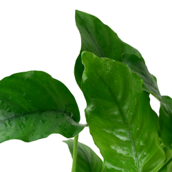 Anubias Mix XL in jar - Aquaflora