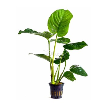 Anubias mix XL in vasetto - Aquaflora