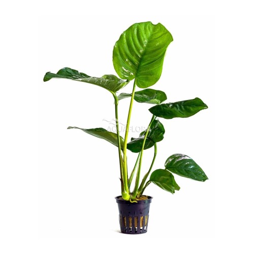 Anubias mix XL in vasetto - Aquaflora