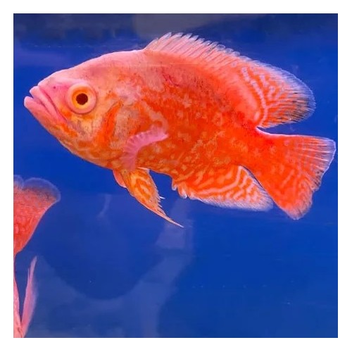 Astronotus Ocellatus Red Chili