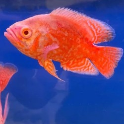 Astronotus Ocellatus Red Chili