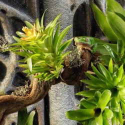 EXO Terra Forest AuventD LED - Lampe à LED pour terrariums tropicaux