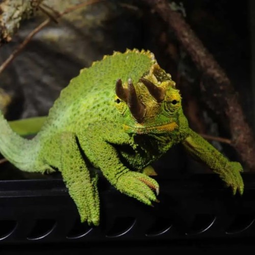 EXO Terra Forest AuventD LED - Lampe à LED pour...