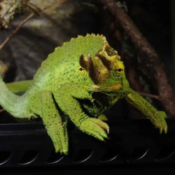 EXO Terra Forest AuventD LED - Lampe à LED pour terrariums tropicaux