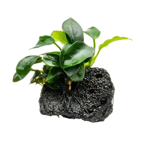 Anubias BARTERS ON LAVICA ROCK - Aquaflora