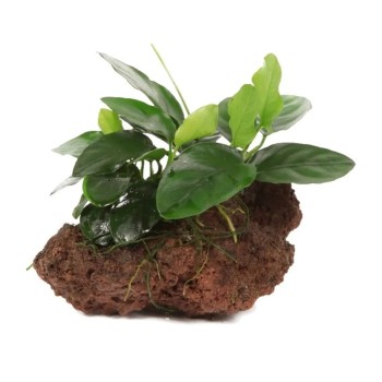 Anubias Bétones sur Lavica Rock - Aquaflora 2