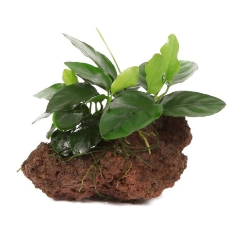 Anubias Bétones sur Lavica Rock - Aquaflora