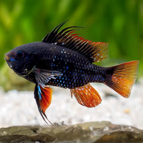 Ramirezi Black - Black Ram Fish (Mikrogehagus...