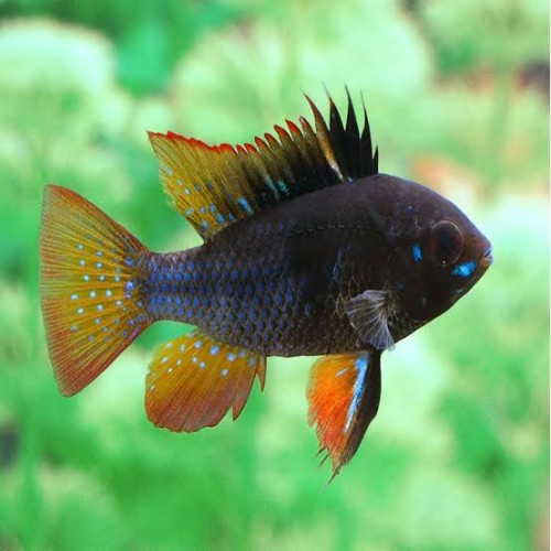 Ramirezi Black - Black Ram Fish (Mikrogehagus...