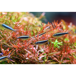 Twinstar Light 30b Series III (2026) - RGBW LED Ceiling LED for 30-36cm Freshwater Aquariums | Included and adjustable controlle
