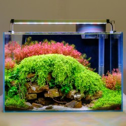 Twinstar Light 30b Series III (2026) - RGBW LED Ceiling LED for 30-36cm Freshwater Aquariums | Included and adjustable controlle