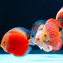 Twinstar Lumière 140g + PRO Series II (2026) - Plafonnier à LED RGBW étanche - Contrôle Bluetooth pour Aquarium sucré 135-160 cm