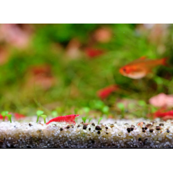 Twinstar Lumière 140g + PRO Series II (2026) - Plafonnier à LED RGBW étanche - Contrôle Bluetooth pour Aquarium sucré 135-160 cm