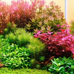 Twinstar Lumière 450e série V (2026) - Plafonnier LED RGBW pour aquariums d'eau douce de 45-55 cm | Contrôle de la lumière Bluet