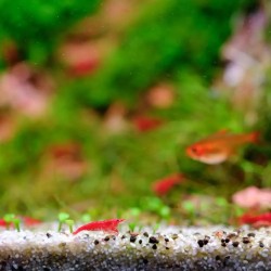 Twinstar Lumière 900E V série (2026) - LED de plafond LED RGBW pour les aquariums d'eau douce 90-100 cm | Contrôle de la lumière