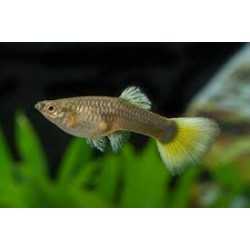Reticulated poecy Guppy female (mix) 2