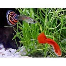 Poecilia Reticulated Guppy Male (Mix) 2