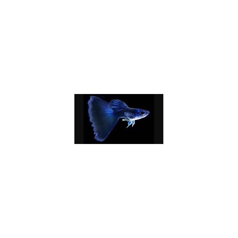 Poecilia reticulata Guppy maschi