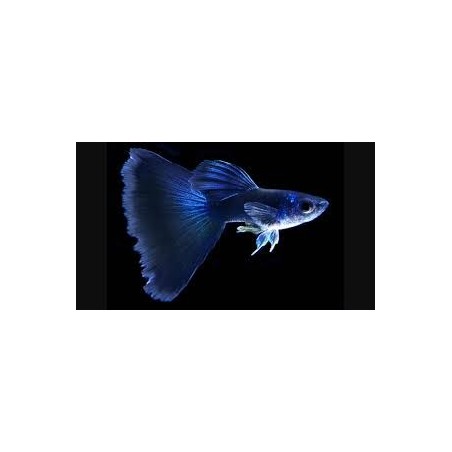 Poecilia reticulata Guppy maschi