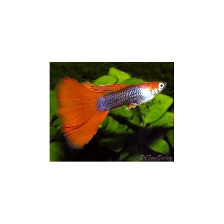 Poecilia reticulata Guppy maschi