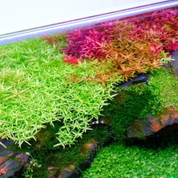 Twinstar Light 200s 4.2 (2026) - RGBW LED ceiling light for freshwater aquariums 20-25 cm | Light Control Bluetooth included