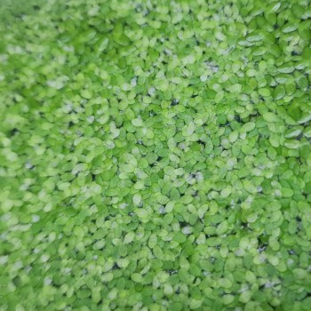 Lemna mineure - Plante flottante pour aquariums et étangs... 2