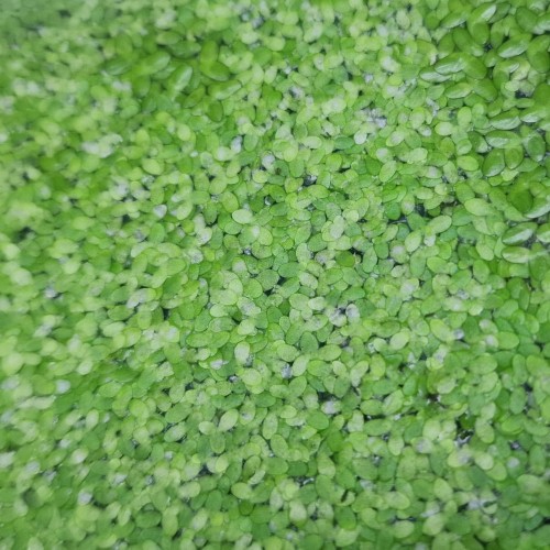 Lemna minor - pianta galleggiante per acquari e...