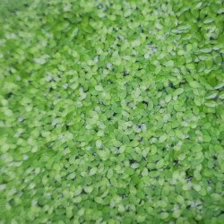 Lemna minor - pianta galleggiante per acquari e laghetti - pozione 5x5 cm