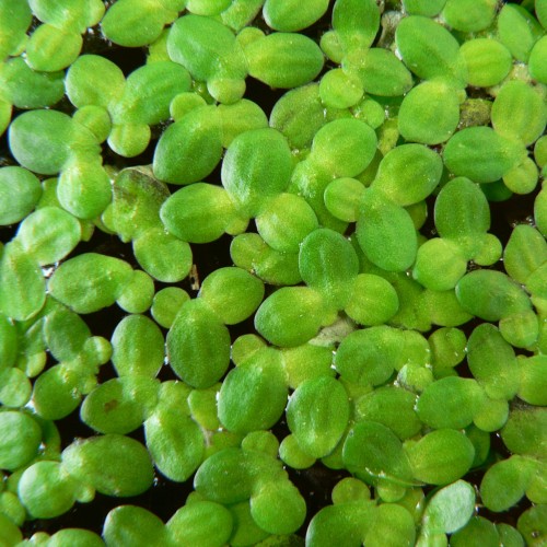 Lemna mineure - Plante flottante pour aquariums...