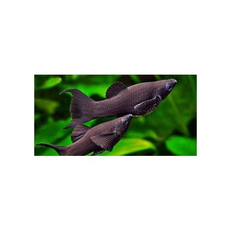 Black Molly Lyratail 