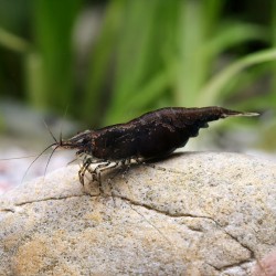 Neocaridine Davidi Black Kingkong