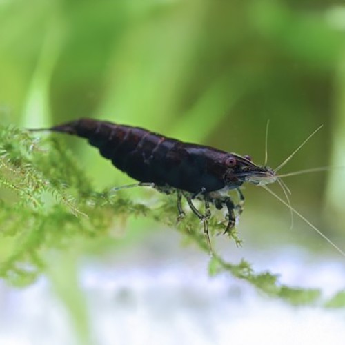 Neocaridina davidi Black Kingkong