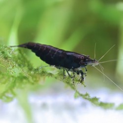 Neocaridina davidi Black Kingkong