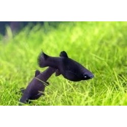 Black Molly Lyratail 