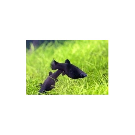 Black Molly Lyratail 