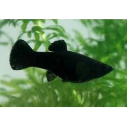 Black Molly Lyratail 2